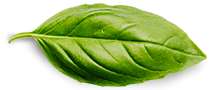 Home - English Basil Leaf