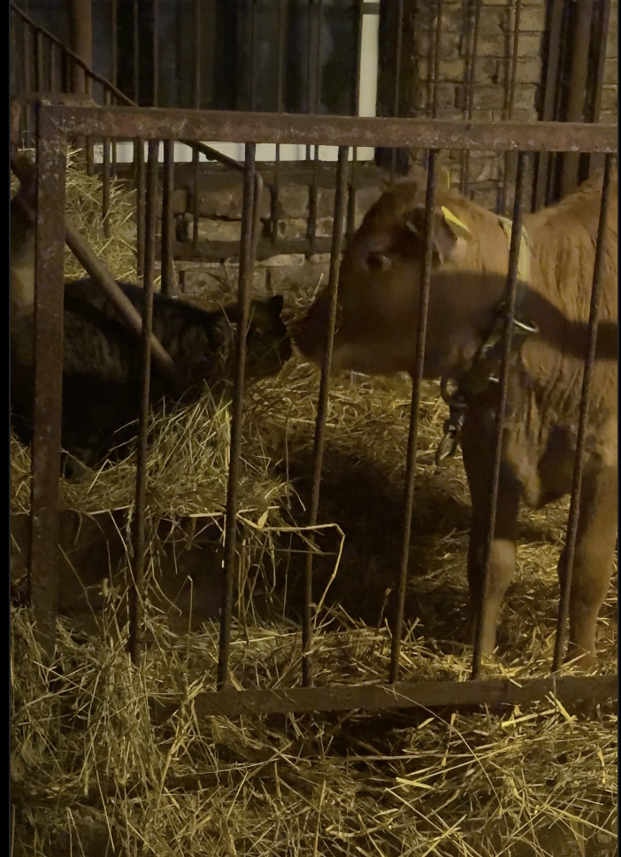 Снимок экрана 2026 02 07 в 00.06.11 Снимок экрана 2026 02 07 в 00.06.11